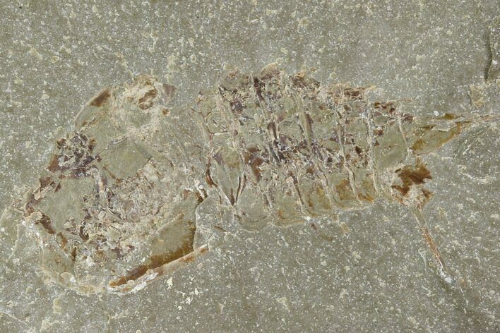 Unidentified Fossil Arthropod - Bear Bulch Limestone #118965